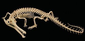 Gavial Skeleton