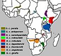 Giraffa camelopardalis subspecies map