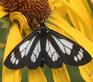 Gnophaela vermiculata hindwings1