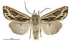 Graphania oliveri male.jpg