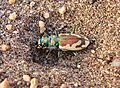 Great Sand Dunes Tiger Beetle, 2015 (18684781963)