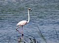 Greater flamingo sub adult (1)