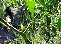 Gymnosporia buxifolia thorn