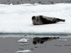 Harp seal