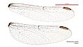 Hemigomphus gouldii female wings (34216189624)