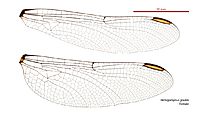 Hemigomphus gouldii female wings (34216189624)