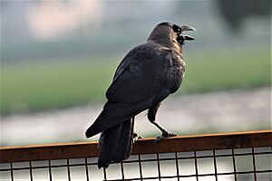 House crow near Chandigarh