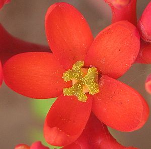 Jatropha podagrica - female flower (4711666350)