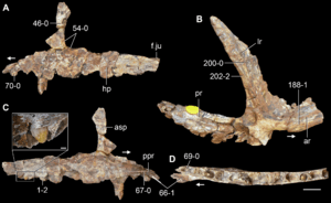 Kalisuchus maxilla.png