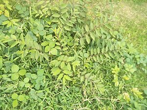 Kikuyu grass