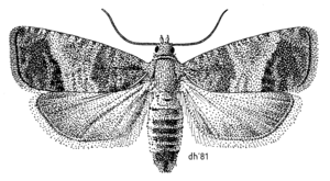 LEPI Tortricidae Cydia pomonella