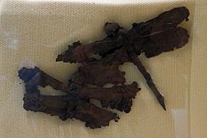 La Brea Tar Pits, Odonata sp.jpg