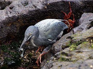 Lava Heron (Butorides sundevalli) Galapagos2