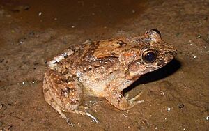 Leptodactylus petersii.jpg