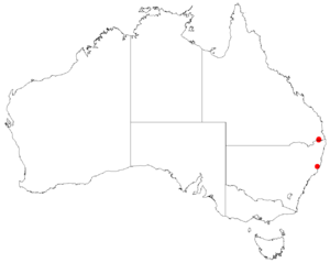 Leptospermum barneyenseDistA6.png