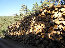 Logging in Valsaín