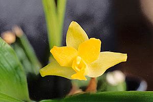 Lycaste cruenta0.jpg