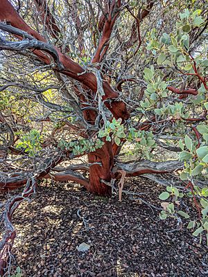 Madrone tree, Devils Punchbowl Natural Area