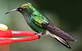 Male Elvira cupreiceps at feeder - closeup