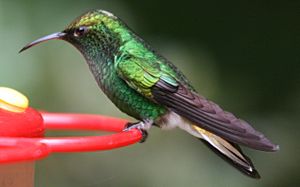 Male Elvira cupreiceps at feeder - closeup.jpg