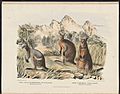 Mammals of Australia (Krefft) Nla.obj-33627803-13 The Black-striped Wallaby and the Common Wallaby
