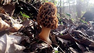 Morel Mushroom commonly found in Estill County in the spring