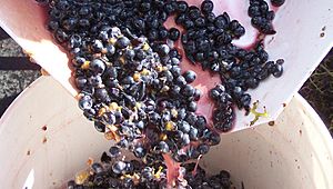 Mthomebrew crushed grapes