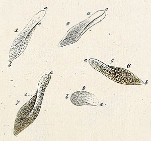 Muller paramecium aurelia