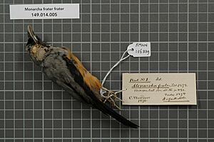 Naturalis Biodiversity Center - RMNH.AVES.136339 1 - Monarcha frater frater Sclater, 1874 - Monarchidae - bird skin specimen
