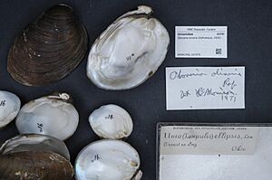 Naturalis Biodiversity Center - RMNH.MOL.327070 - Obovaria olivaria (Rafinesque, 1820) - Unionidae - Mollusc shell.jpeg