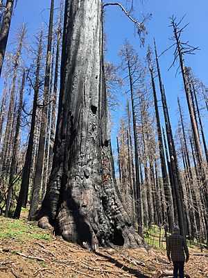 Nelder Grove after the Railroad Fire - May 2019