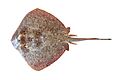 Neotrygon ningalooensis csiro-nfc