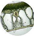 Nymphaea leaf cross-section