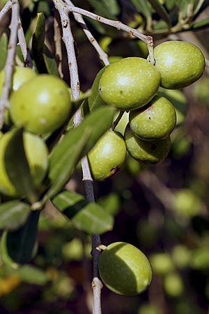 Olives (GROSSANE) CL2. J Weber (23158697812).jpg