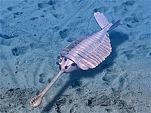 Opabinia BW2