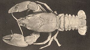 Pacifastacus nigrescens