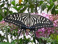 Papilio xuthus 070707