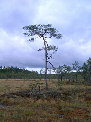 Peatbogg-pine