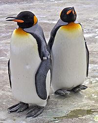 Penguins Edinburgh Zoo 2004 SMC