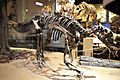 Perot Museum Tenontosaurus