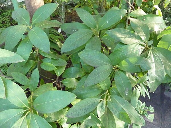 Persea indica - Berlin