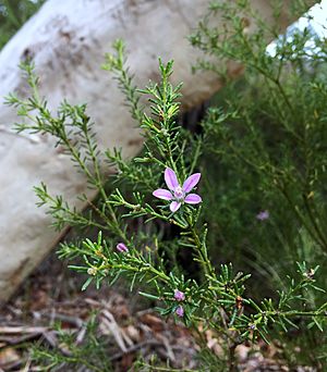 Philotheca salsolifolia.jpg