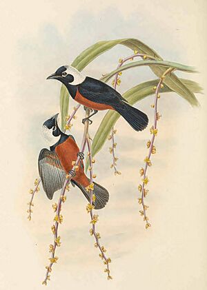 Piezorhynchus richardsii - The Birds of New Guinea (cropped).jpg