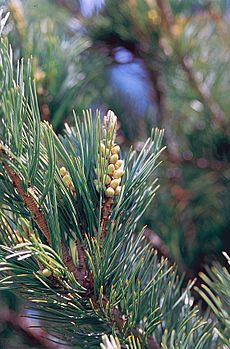 Pinus flexilis male cones