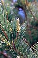 Pinus flexilis male cones
