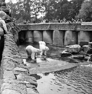 Polar Bears at Chester Zoo taken in 1967 - geograph.org.uk - 737458