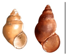 Potamopyrgus antipodarum shell