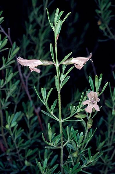 Prostanthera leichhardtii