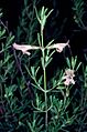 Prostanthera leichhardtii