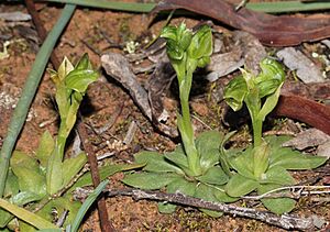 Pterostylis cycnocephala